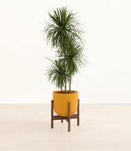 Load image into Gallery viewer, Sunset Orange stand:walnut