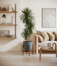 Load image into Gallery viewer, Iron Gray stand:walnut