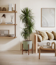 Load image into Gallery viewer, Sage Green stand:walnut