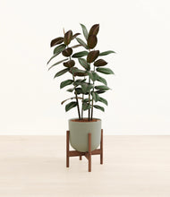 Load image into Gallery viewer, Sage Green stand:walnut