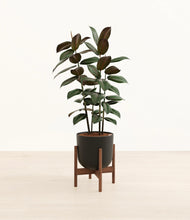 Load image into Gallery viewer, Stone Black stand:walnut