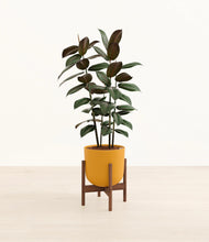 Load image into Gallery viewer, Sunset Orange stand:walnut