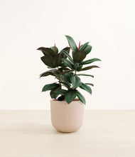 Load image into Gallery viewer, Sandy Pink*****Profile