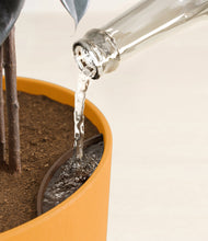 Load image into Gallery viewer, Sunset Orange stand:all