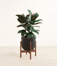 Load image into Gallery viewer, Stone Black stand:walnut