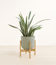 Load image into Gallery viewer, Sage Green stand:bamboo