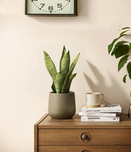 Load image into Gallery viewer, Olive