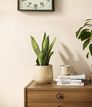 Load image into Gallery viewer, Almond Green