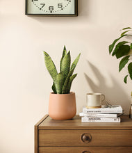 Load image into Gallery viewer, Gentle Pink