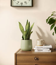 Load image into Gallery viewer, Turquoise