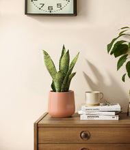 Load image into Gallery viewer, Calm Rose