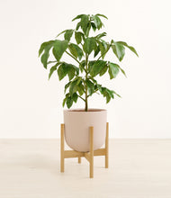 Load image into Gallery viewer, Sandy Pink stand:bamboo