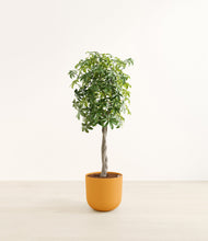 Load image into Gallery viewer, Sunset Orange