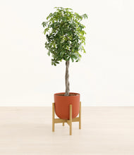 Load image into Gallery viewer, Earth Red stand:bamboo