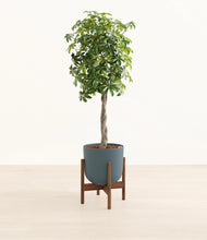 Load image into Gallery viewer, Iron Gray stand:walnut