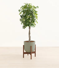 Load image into Gallery viewer, Sage Green stand:walnut