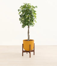 Load image into Gallery viewer, Sunset Orange stand:walnut