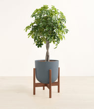 Load image into Gallery viewer, Iron Gray stand:walnut