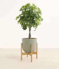 Load image into Gallery viewer, Sage Green stand:bamboo