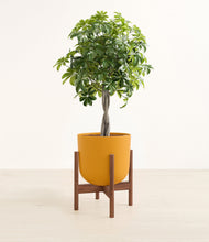 Load image into Gallery viewer, Sunset Orange stand:walnut