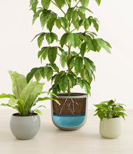 Load image into Gallery viewer, Earthy