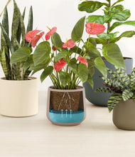 Load image into Gallery viewer, Countryside