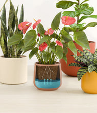 Load image into Gallery viewer, Evening Sky