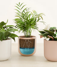 Load image into Gallery viewer, Peach Blossom