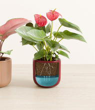 Load image into Gallery viewer, Ruby Rhythm