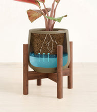 Load image into Gallery viewer, Olive stand:walnut