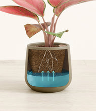 Load image into Gallery viewer, Olive