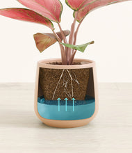 Load image into Gallery viewer, Gentle Pink