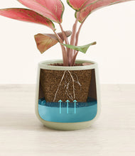 Load image into Gallery viewer, Turquoise