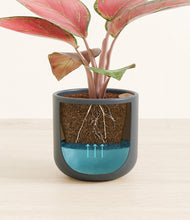 Load image into Gallery viewer, Iron Gray