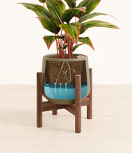 Load image into Gallery viewer, Olive stand:walnut