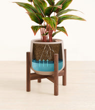 Load image into Gallery viewer, Eternal Gray stand:walnut