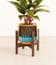 Load image into Gallery viewer, Mustard stand:walnut