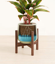 Load image into Gallery viewer, Turquoise stand:walnut