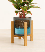 Load image into Gallery viewer, Dark Olive stand:light