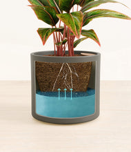 Load image into Gallery viewer, Dark Olive