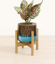 Load image into Gallery viewer, Olive stand:bamboo