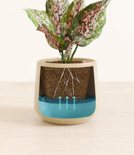 Load image into Gallery viewer, Almond Green