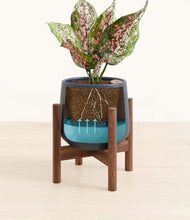 Load image into Gallery viewer, Deep Navy stand:walnut