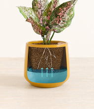 Load image into Gallery viewer, Mustard