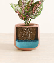 Load image into Gallery viewer, Calm Rose