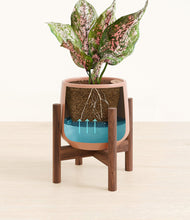 Load image into Gallery viewer, Calm Rose stand:walnut