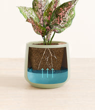 Load image into Gallery viewer, Turquoise