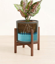 Load image into Gallery viewer, Dark Olive stand:walnut