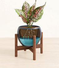 Load image into Gallery viewer, Deep Navy stand:walnut