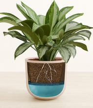 Load image into Gallery viewer, Sandy Pink